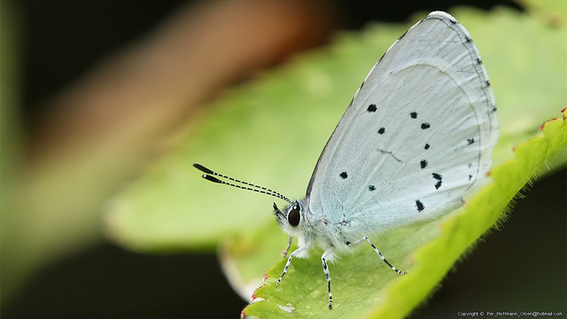 Celastrina argiolus