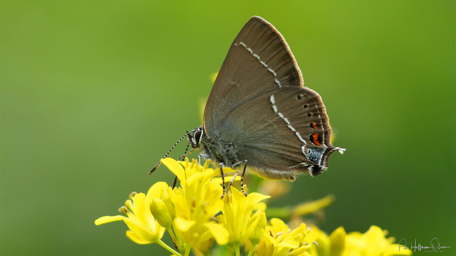 Satyrium spini 