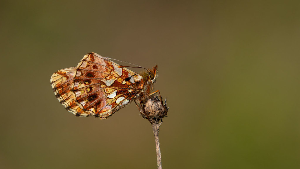 Boloria dia