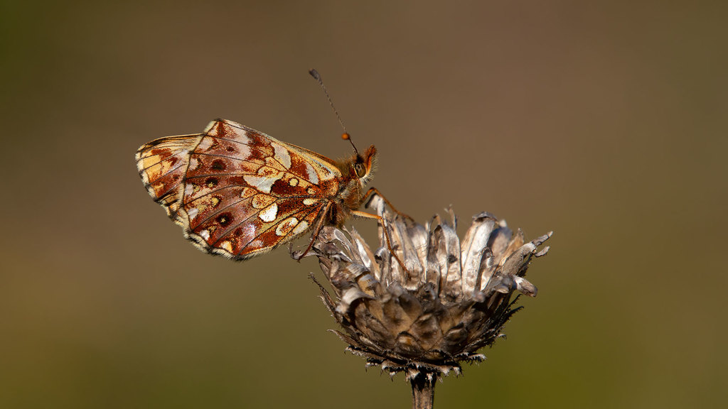 Boloria dia