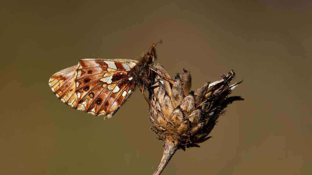 Boloria dia