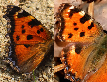 Nymphalis polychloros and xanthomelas compared