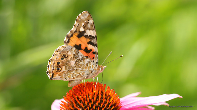 Vanessa cardui