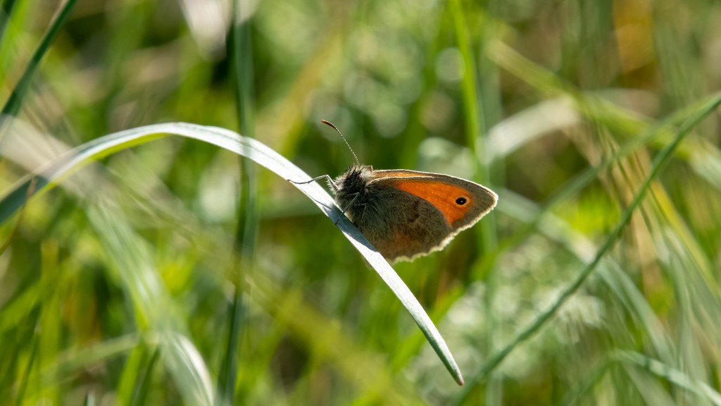 Nymphalidae Coenonympha pamphilus