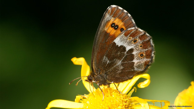 Erebia euryale 