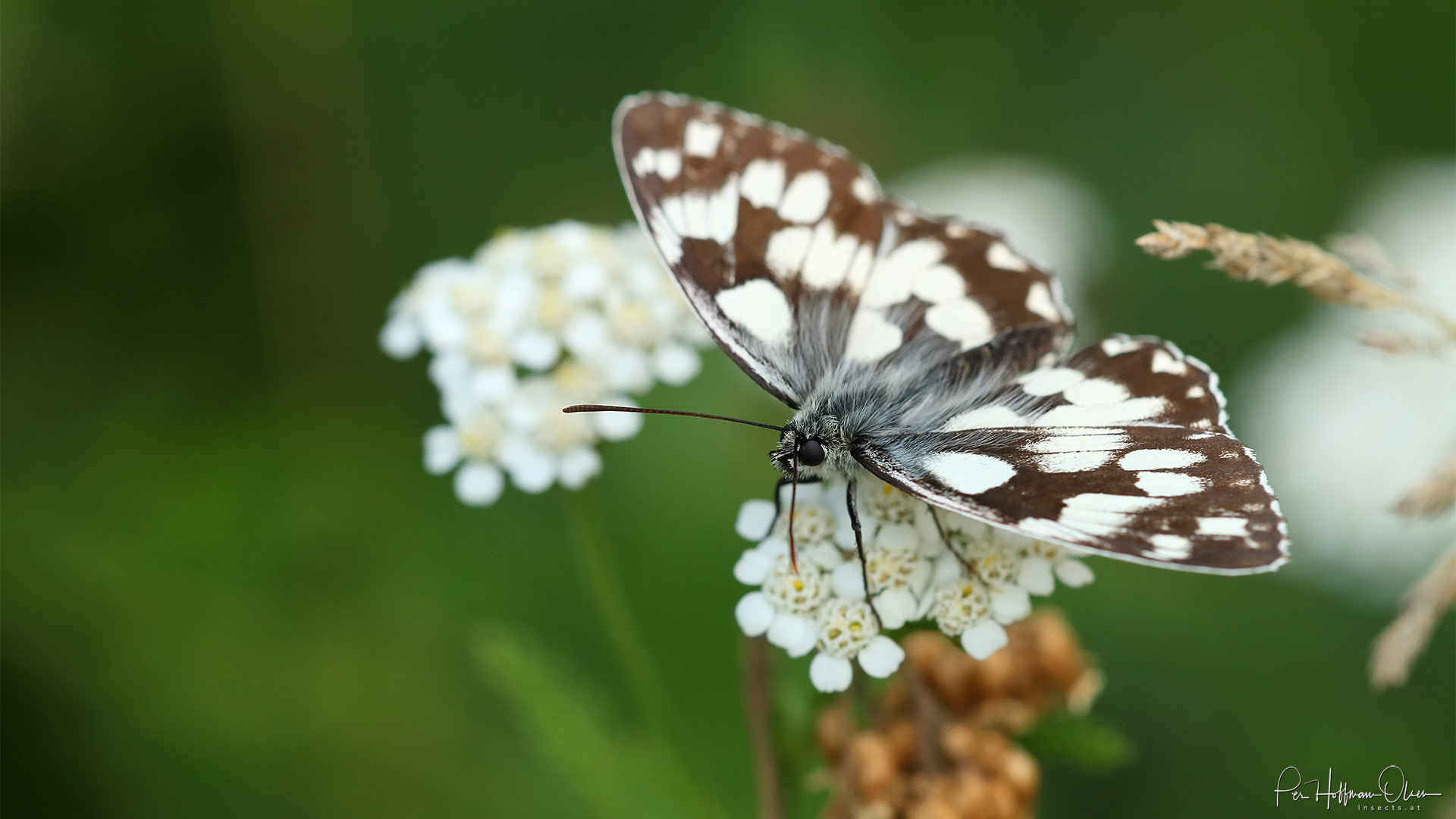 Melanargia galathea