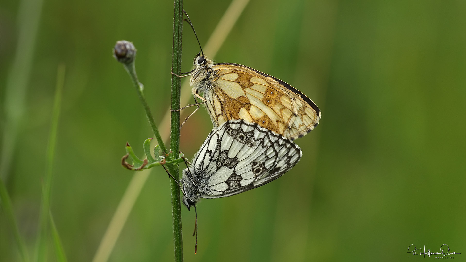 Melanargia galathea