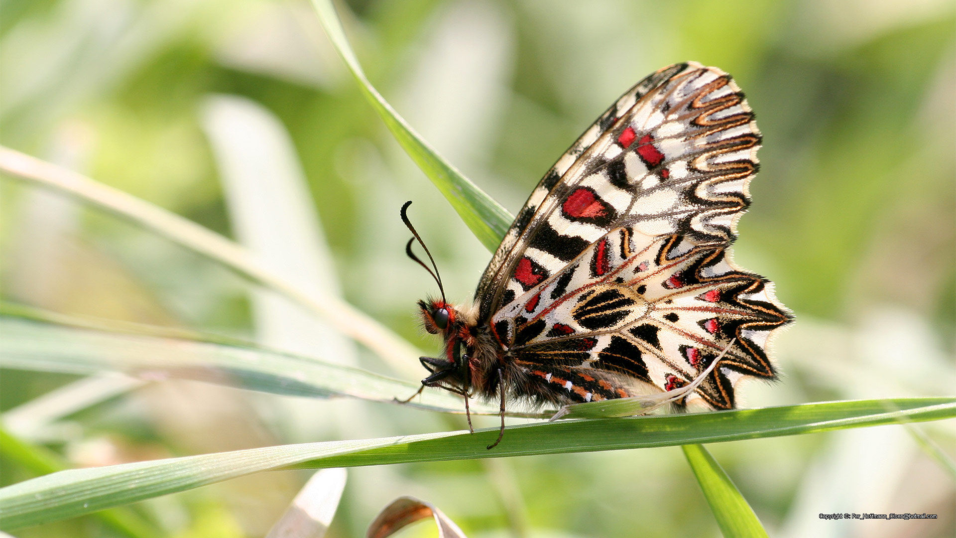 Zerynthia polyxena