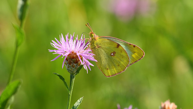 Colias cf. crocea