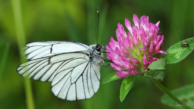 Aporia crataegi 