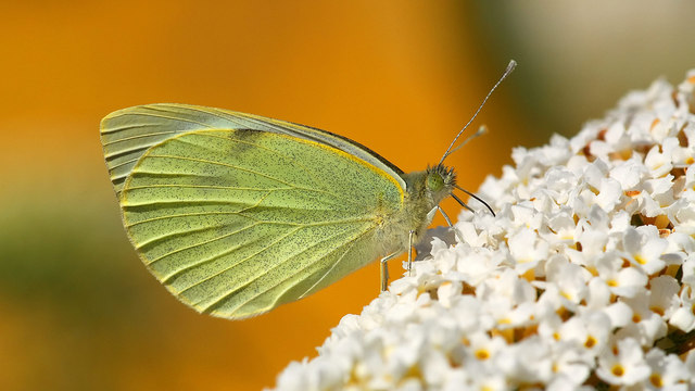 Pieris brassicae