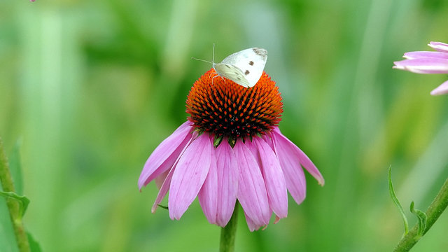 Pieris rapae