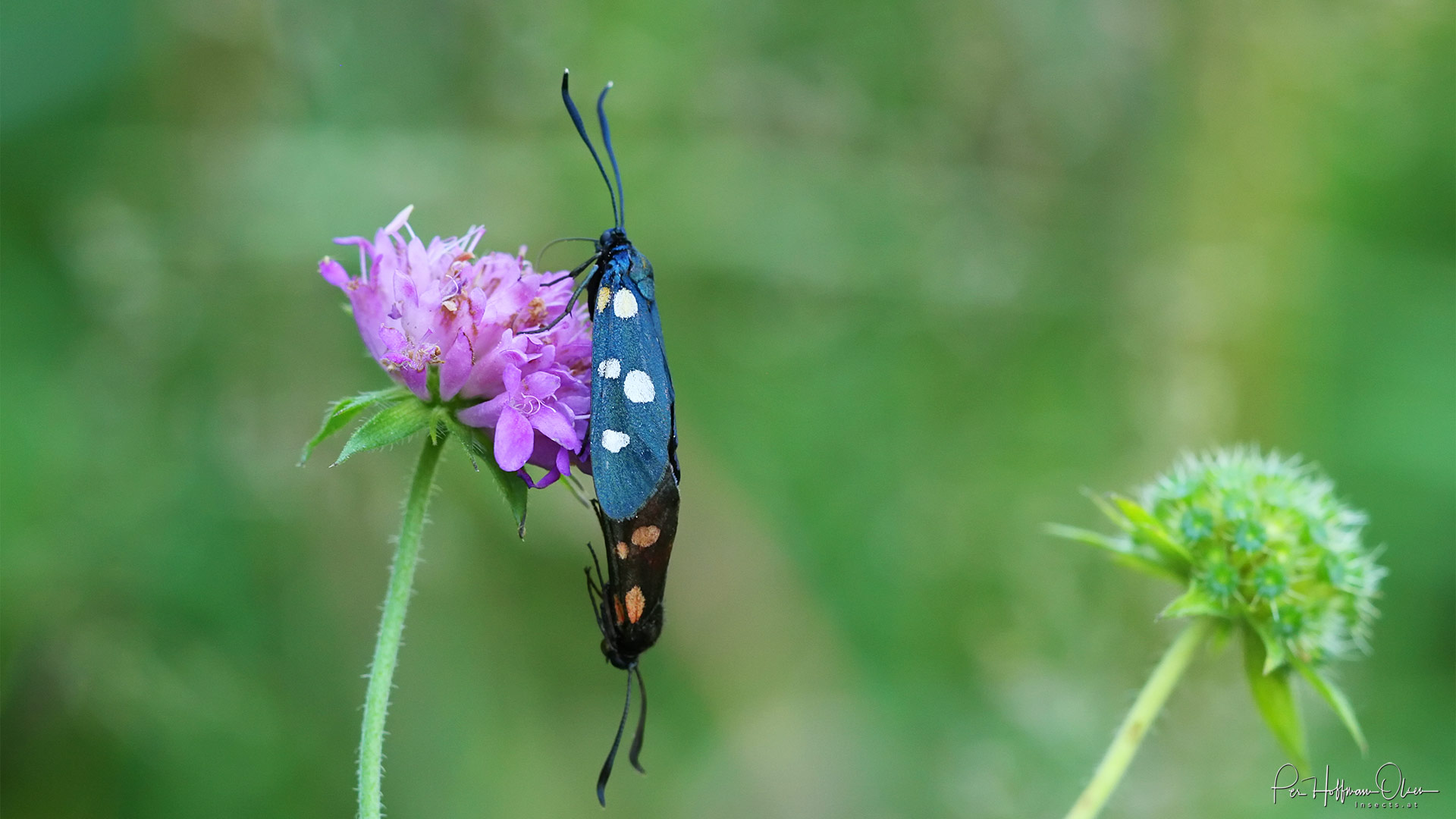 Zygaena (Zygaena) ephialtes