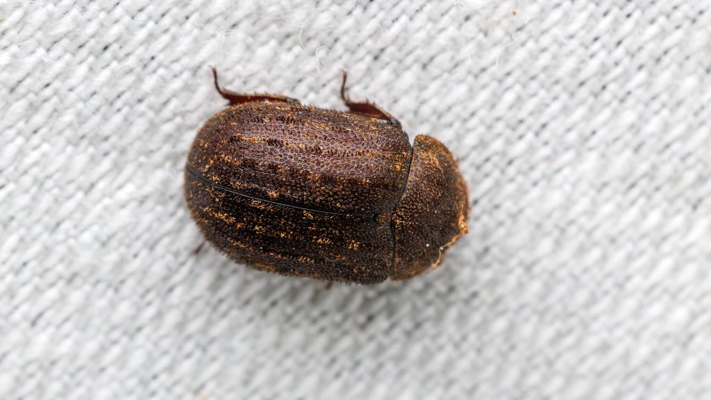 Aesalus scarabaeoides