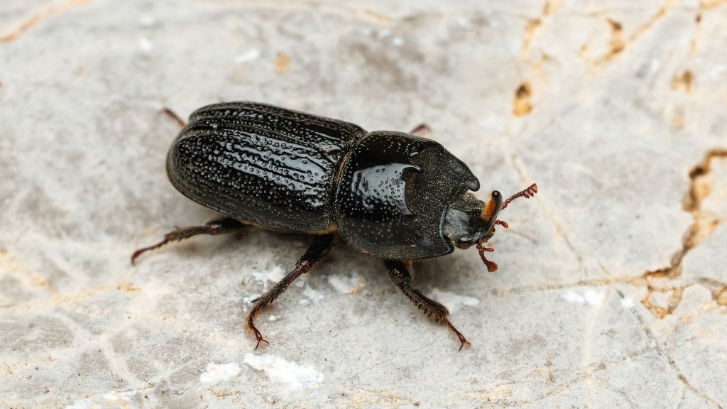 Sinodendron cylindricum
