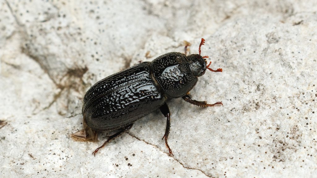 Sinodendron cylindricum