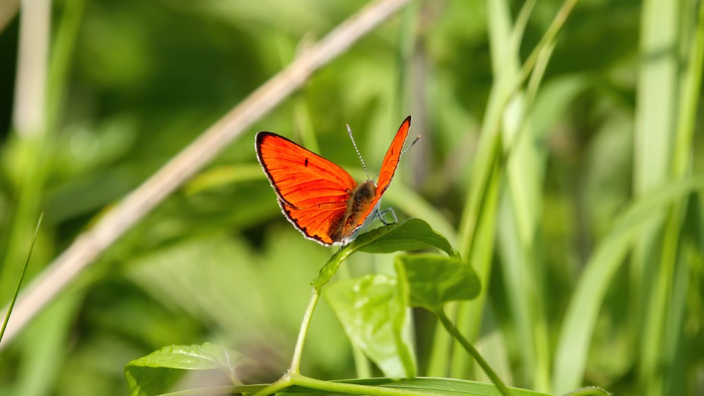 Lycaenidae Lycaena dispar