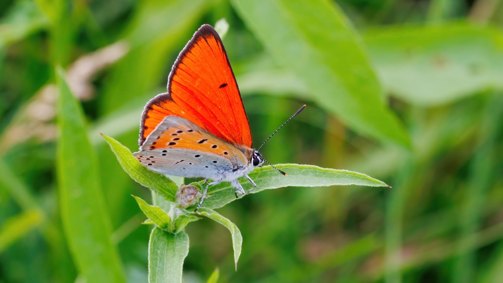 Lycaenidae Lycaena dispar