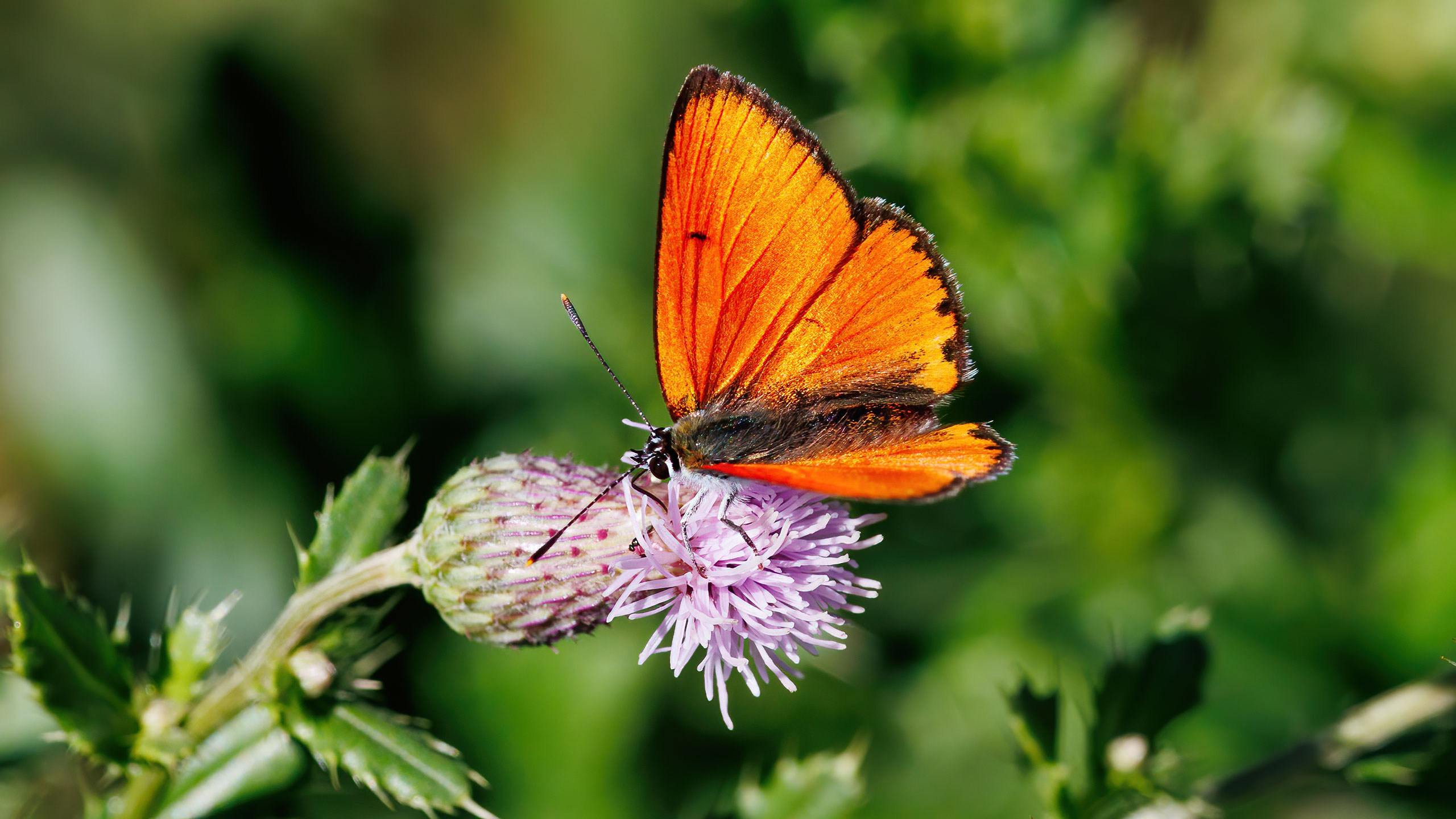 Lycaenidae Lycaena dispar