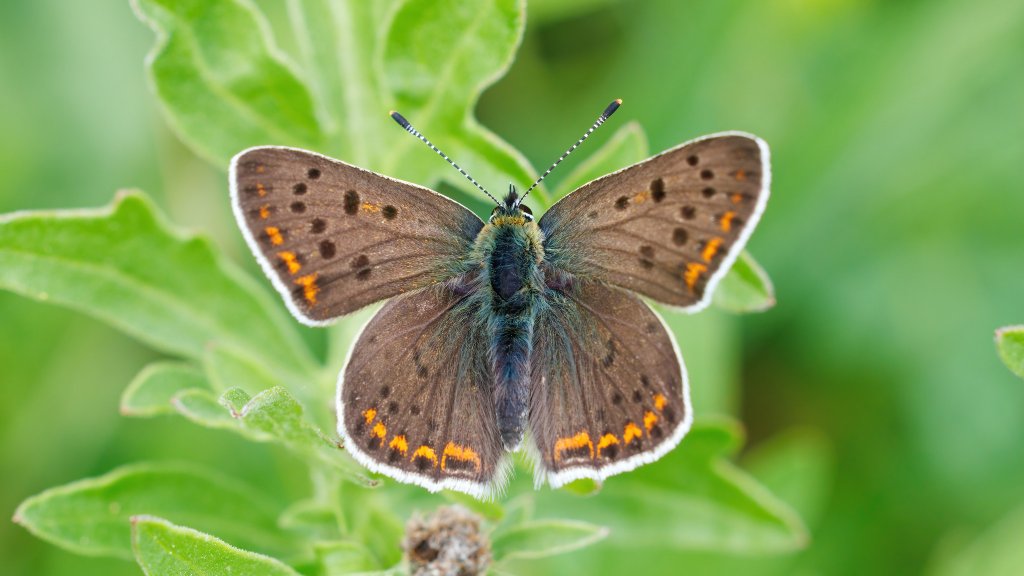 Lycaena tityrus
