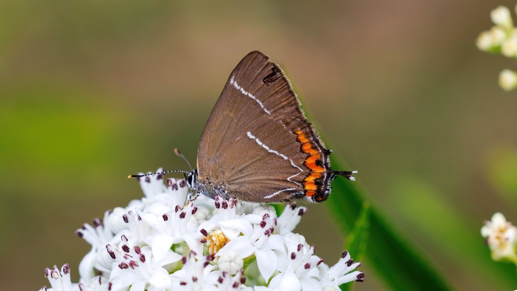 Satyrium w-album