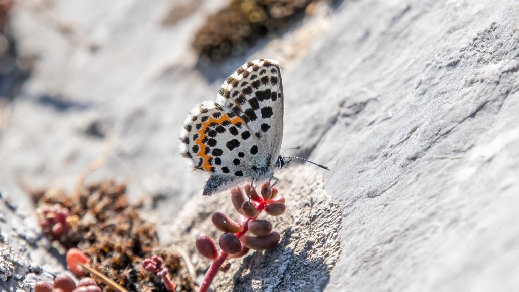 Lycaenidae Scolitantides orion