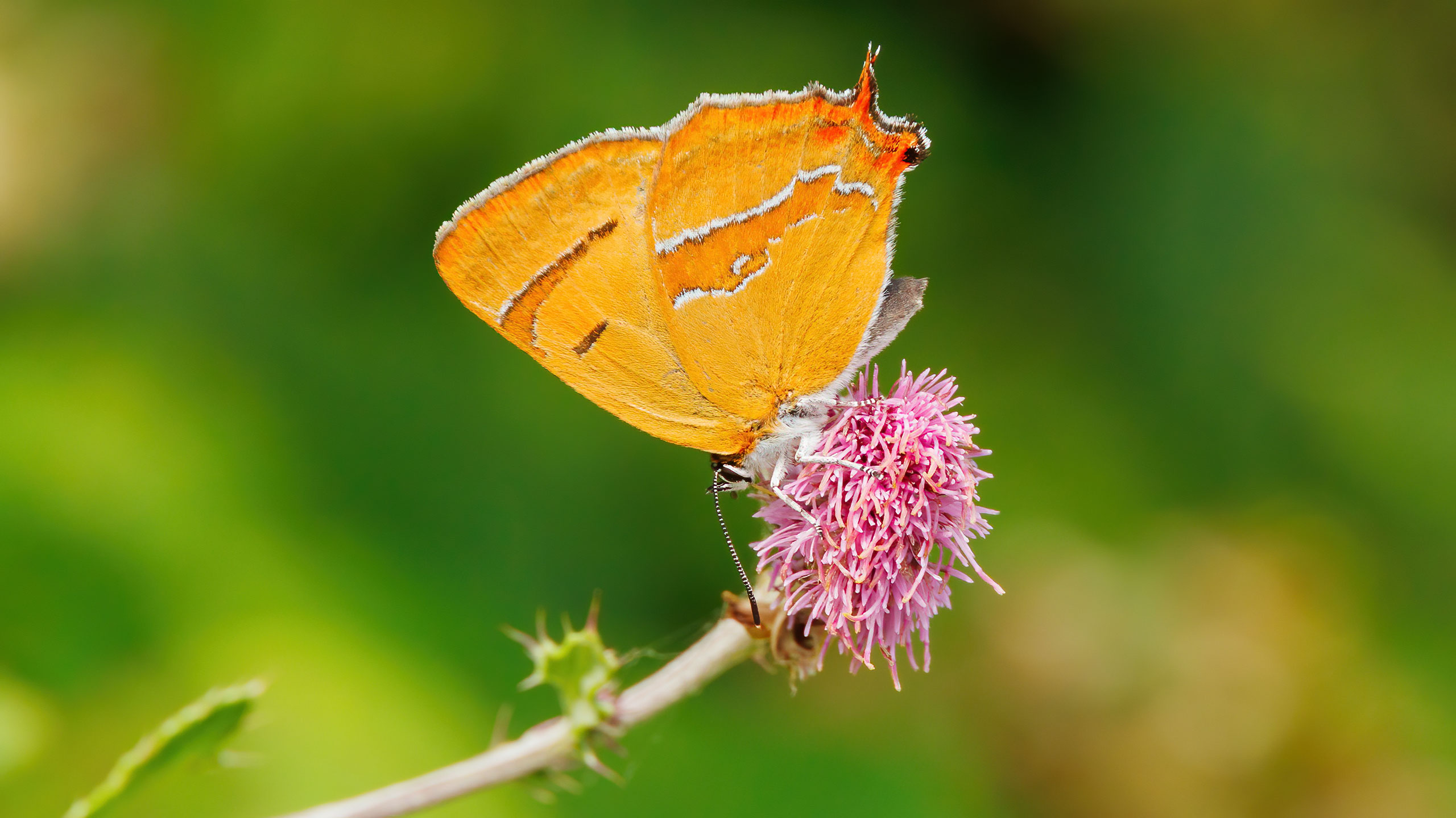 Lycaenidae Thecla betulae