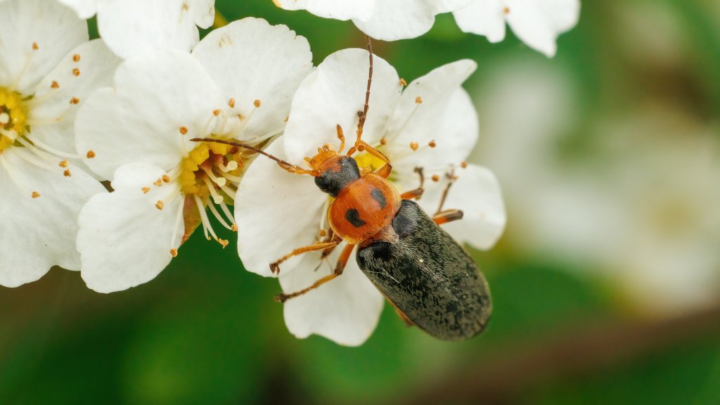 Osphya bipunctata