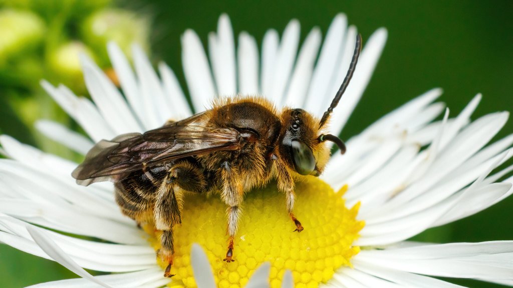 Macropis fulvipes