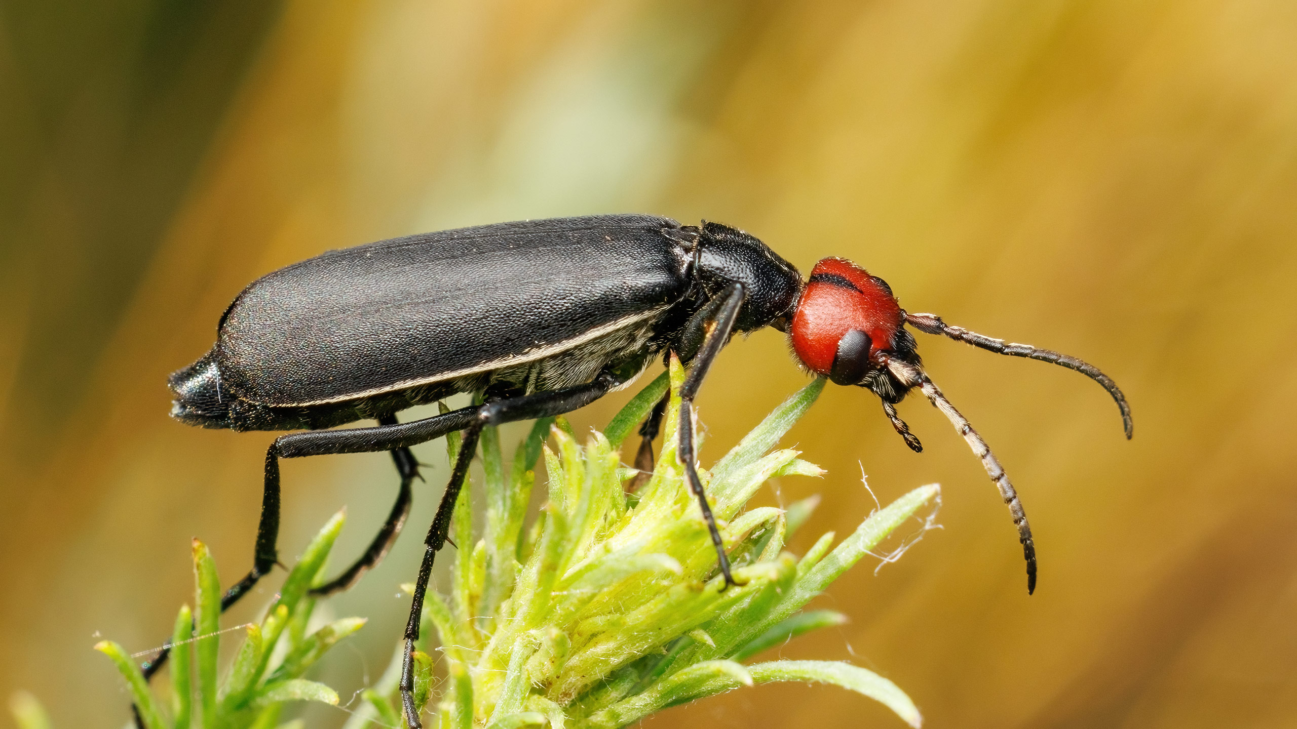Meloidae Epicauta rufidorsum