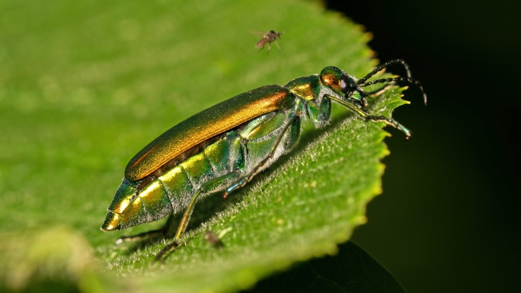 Lytta vesicatoria 