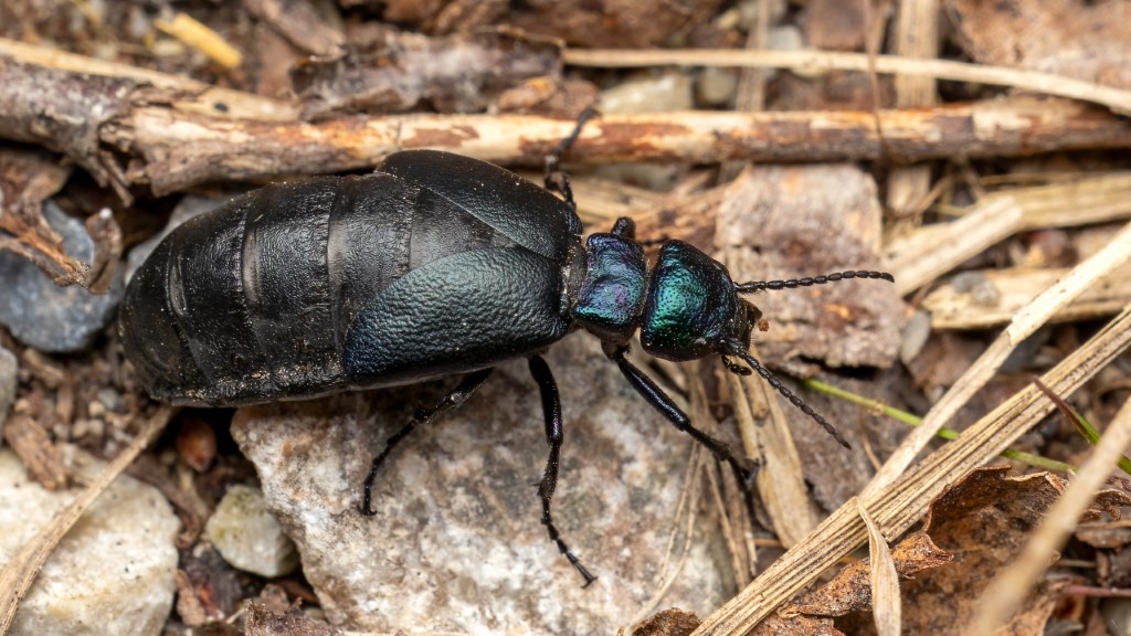 Meloidae Meloe decorus