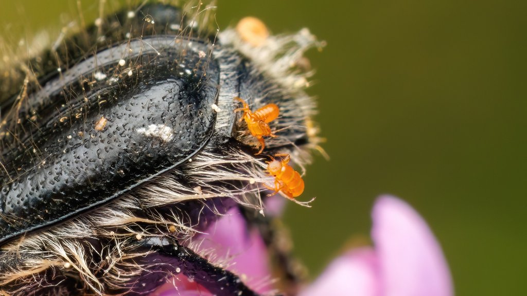 Meloe proscarabaeus