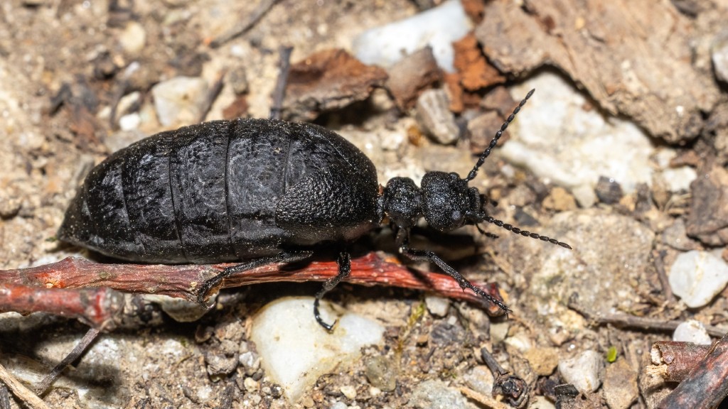 Meloidae Meloe rugosus