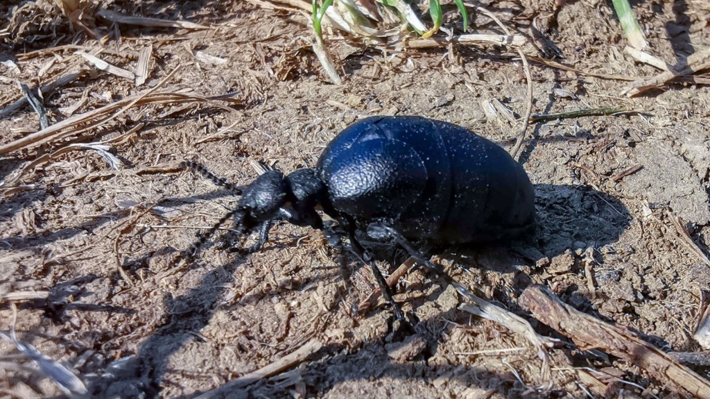 Meloidae Meloe scabriusculus