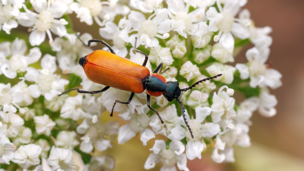 Anthocomus rufus