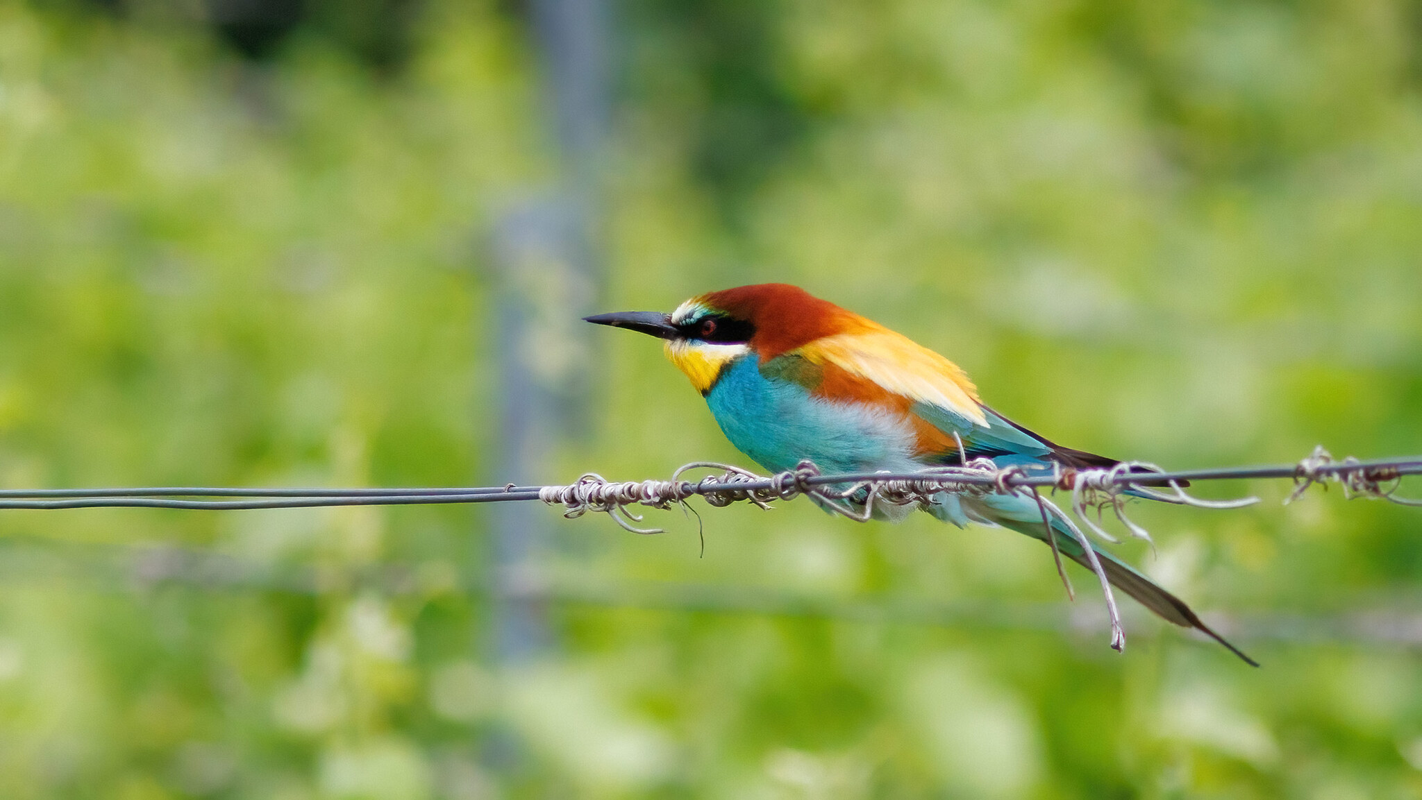 Merops apiaster