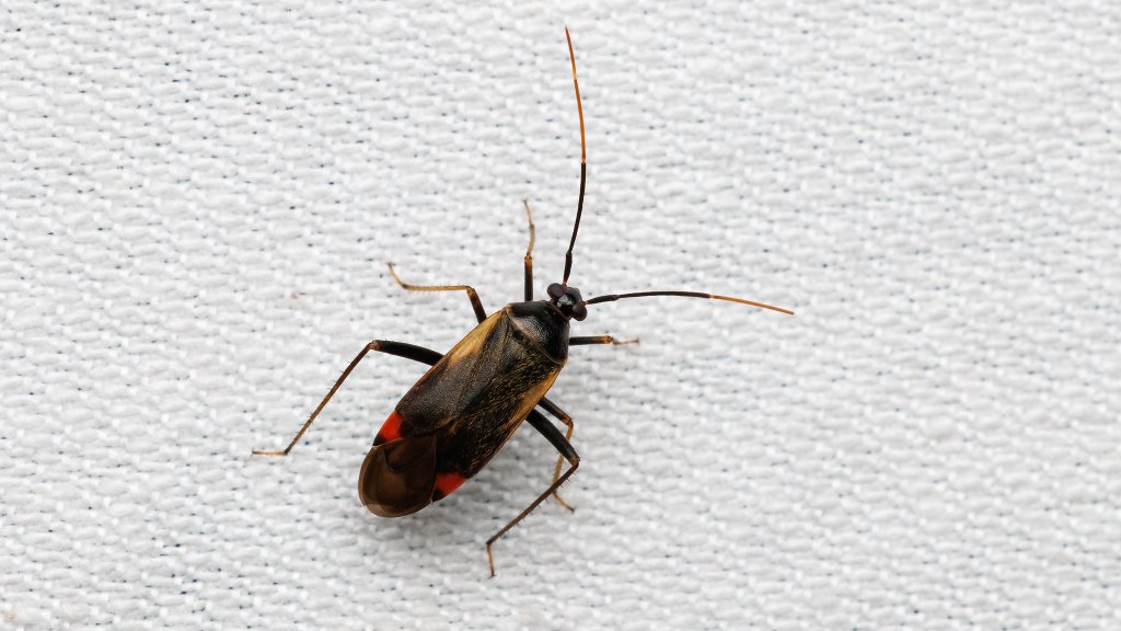 Adelphocoris seticornis