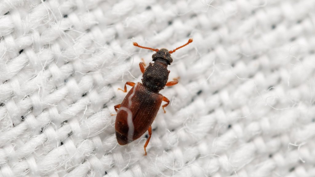 Monotoma picipes