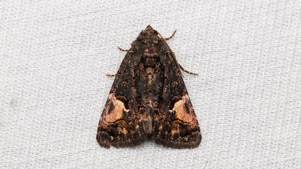 Aedia funesta