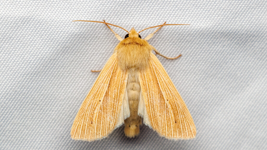 Mythimna sp.