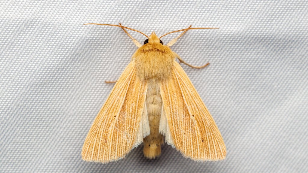 Mythimna pallens