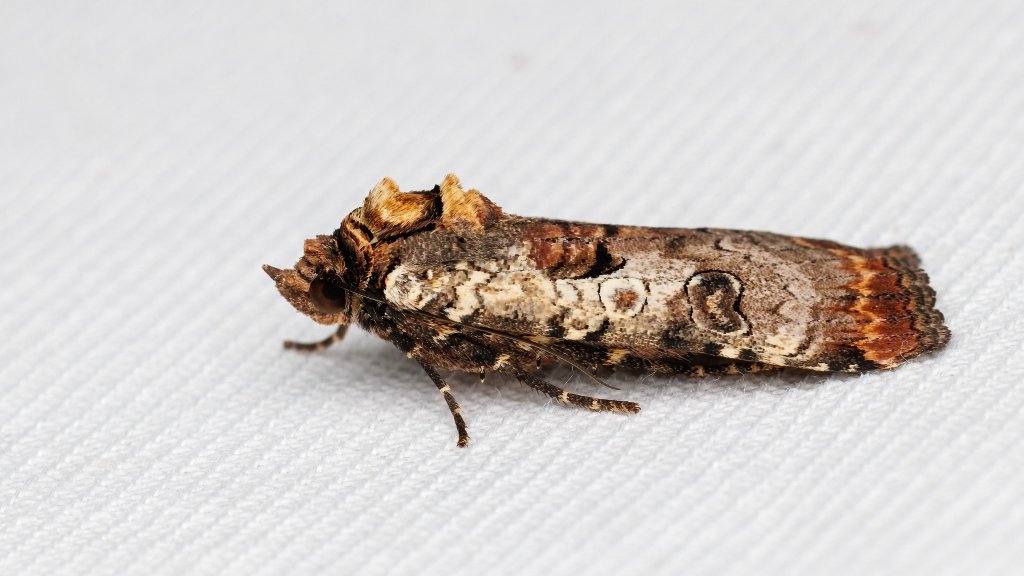 Noctua linogrisea