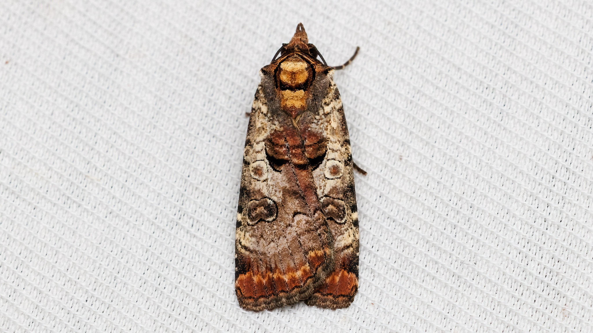 Noctua linogrisea