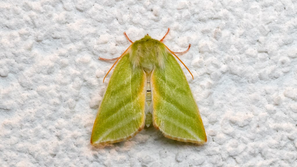 Nolidae Pseudoips prasinana