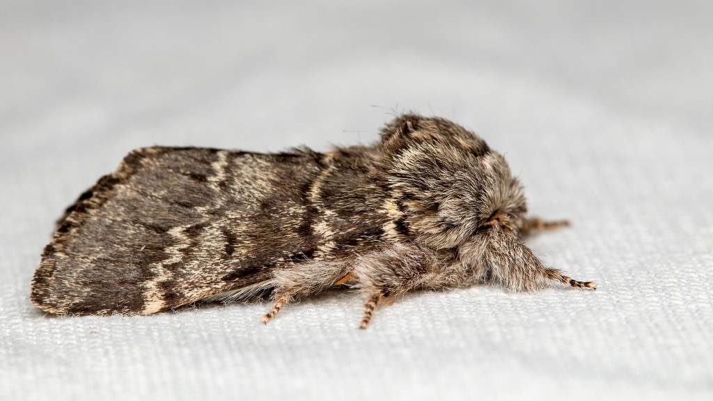 Notodontidae Drymonia ruficornis