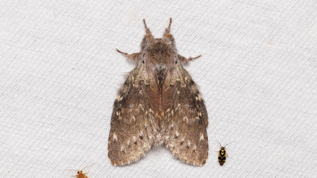 Stauropus fagi