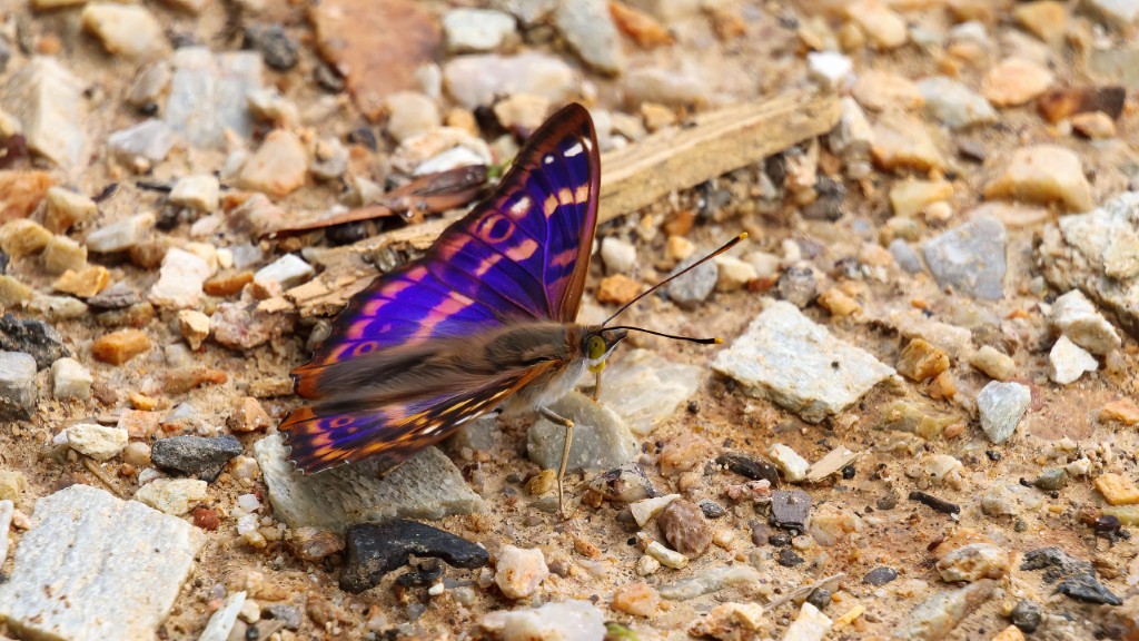 Nymphalidae Apatura ilia