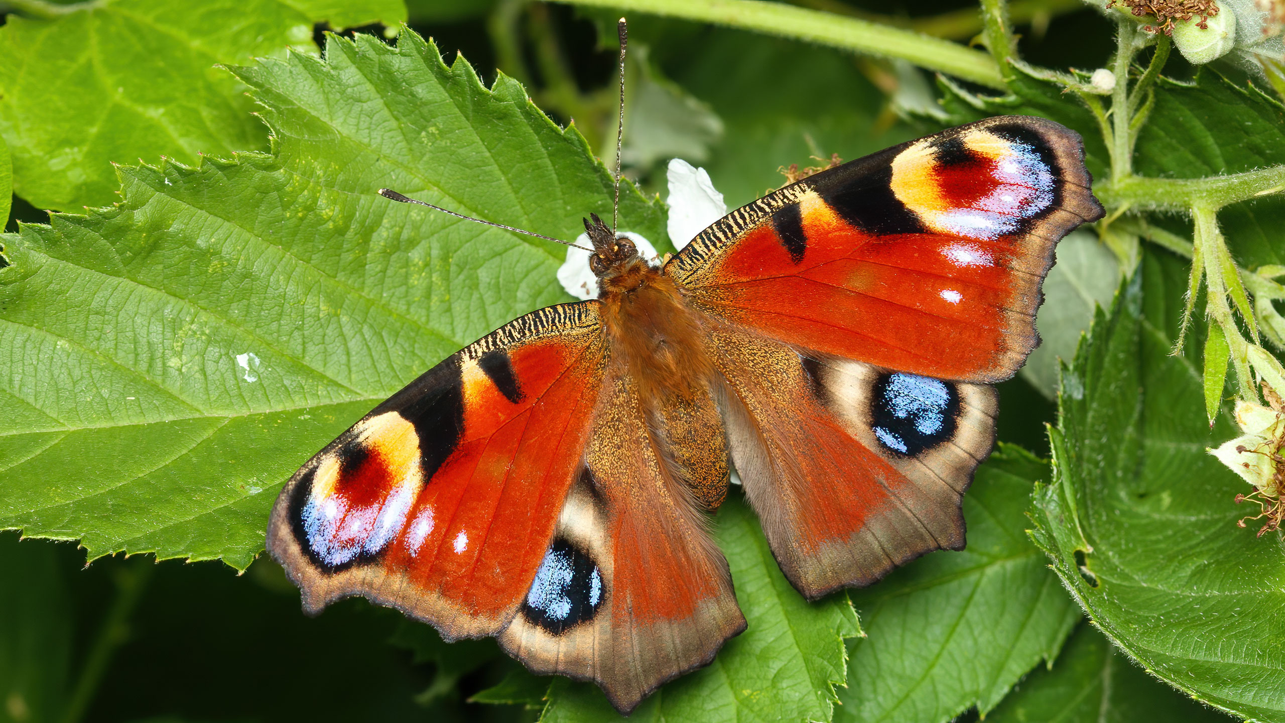 Nymphalidae Aglais io