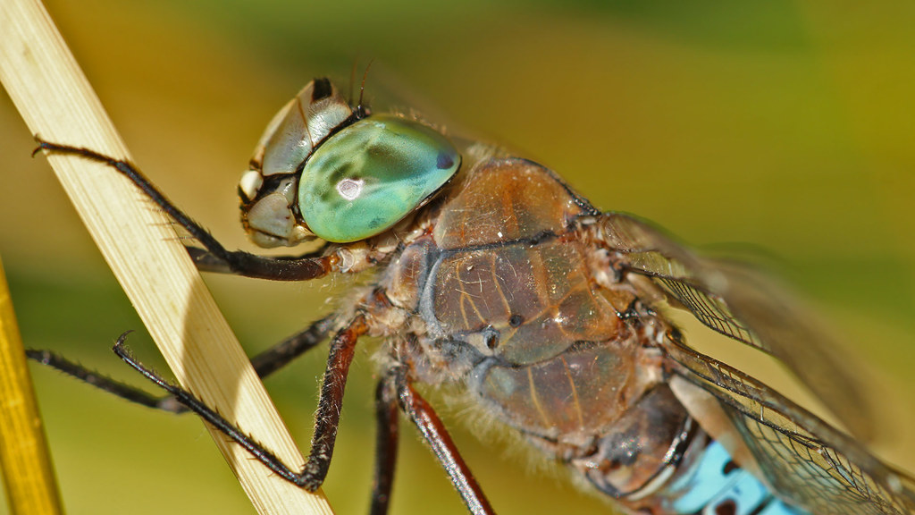 Anax parthenope 